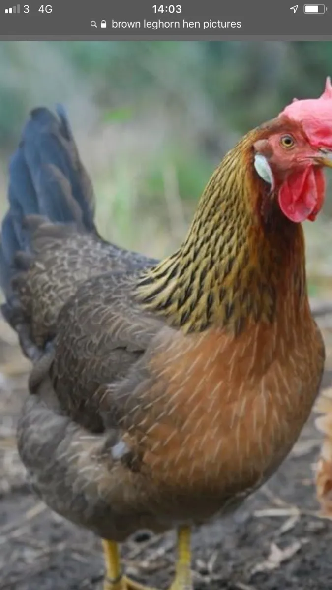 henpecked.ie coops sale we deliver and setup - Image 4