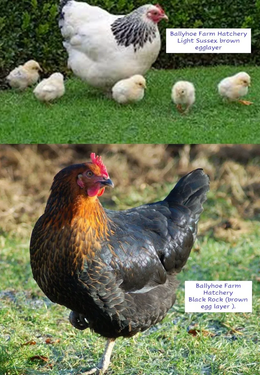 Chickens, hens, point of lay pullets, chicks, eggs - Image 4