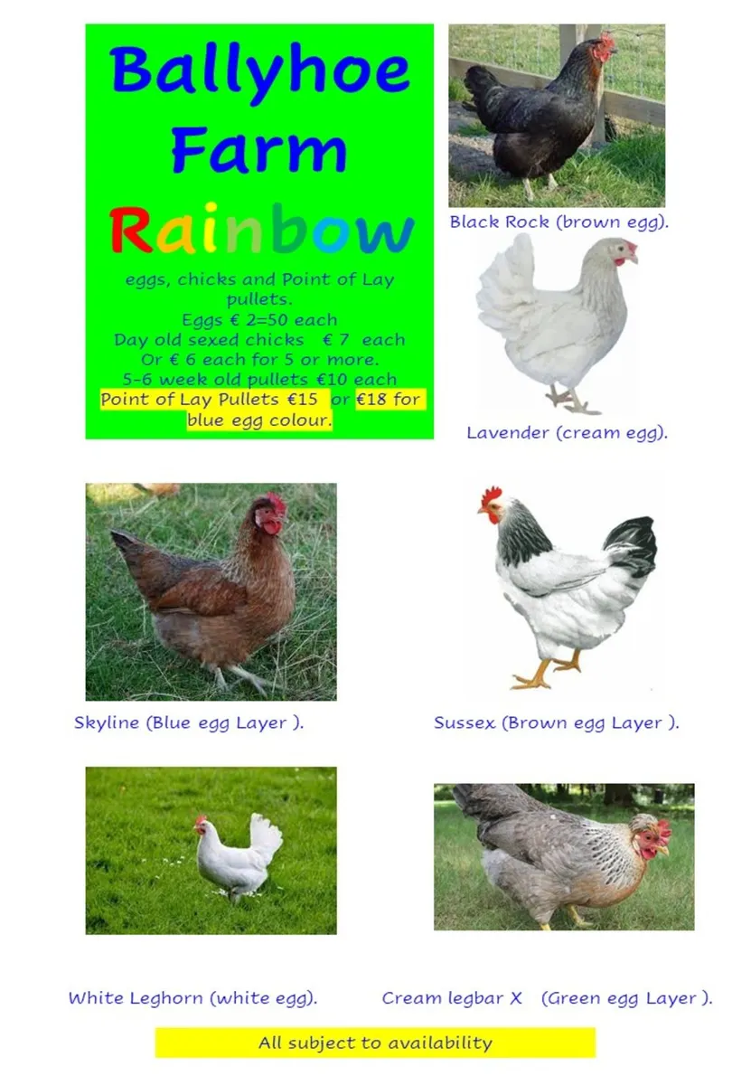 Chickens, hens, point of lay pullets, chicks, eggs - Image 3