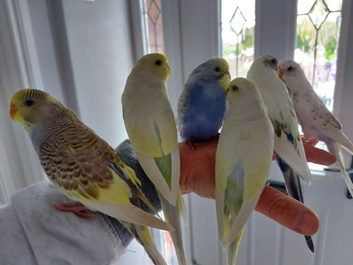 Budgies, Professionally trained friendly birds