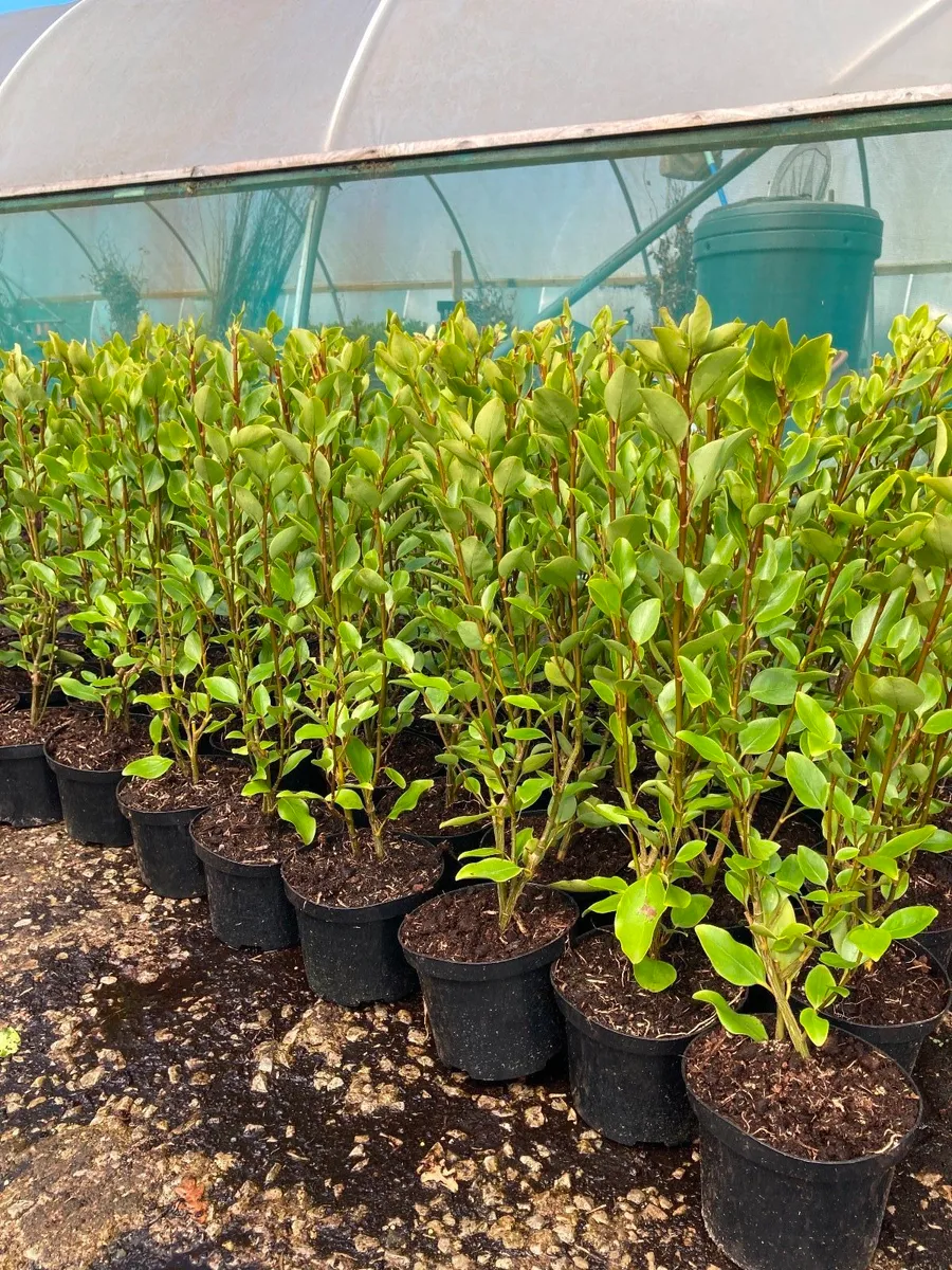 Bare root griselinia - Image 1