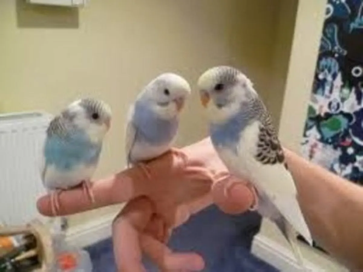 Budgies hand reared budgies also trained