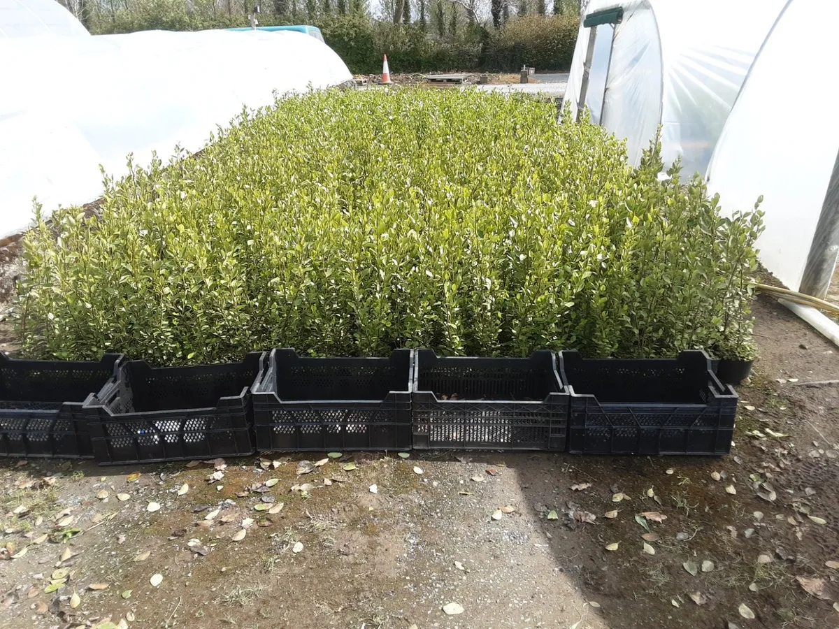 Griselinia Hedging Potted 3ft in Heig ht €3-50 eac - Image 2