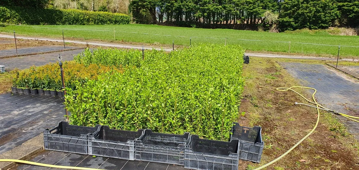 Griselinia Hedging Potted 3ft in Heig ht €3-50 eac