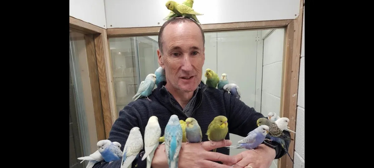 Budgies, Adorable professionally Trained birds