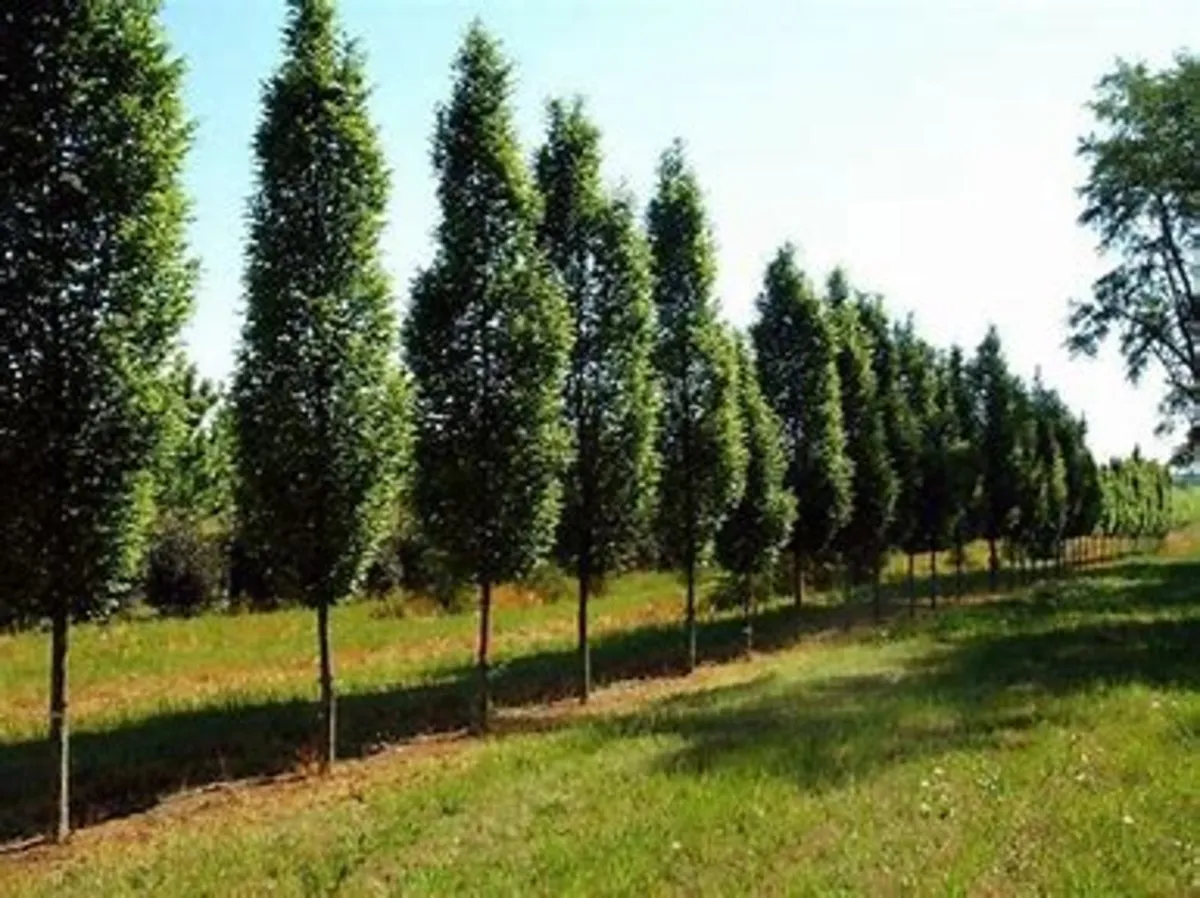 Upright Hornbeam Trees 7/8ft  75 euro