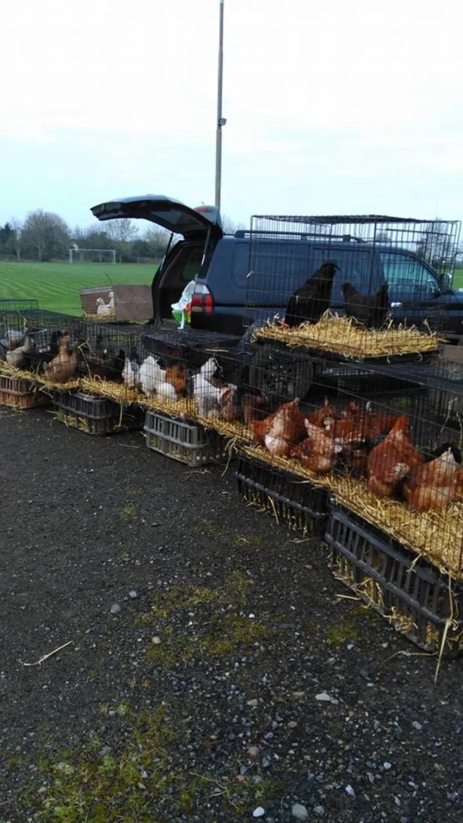 Limerick/Clare poultry sale - Image 2