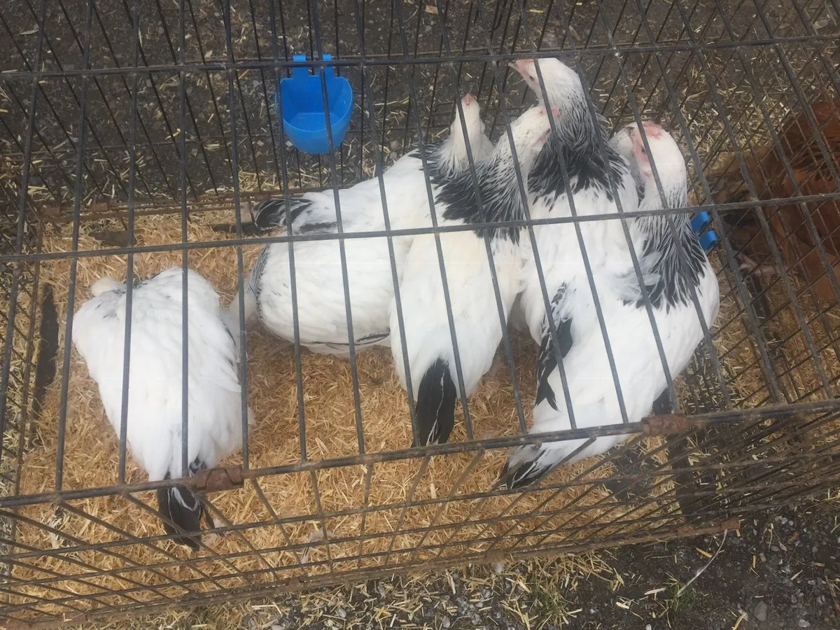 Limerick/Clare poultry sale - Image 4