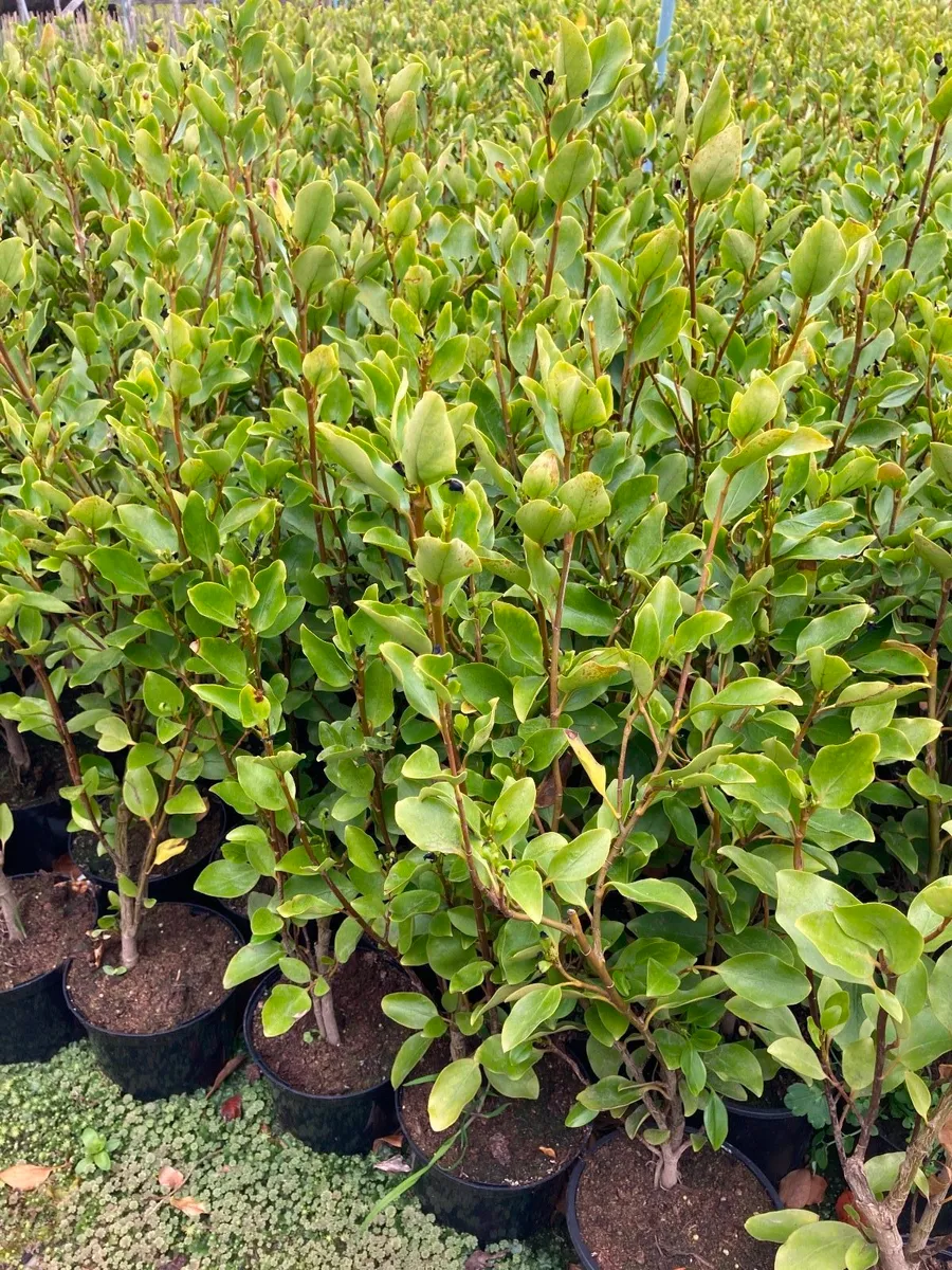 Griselinia hedging - Image 1