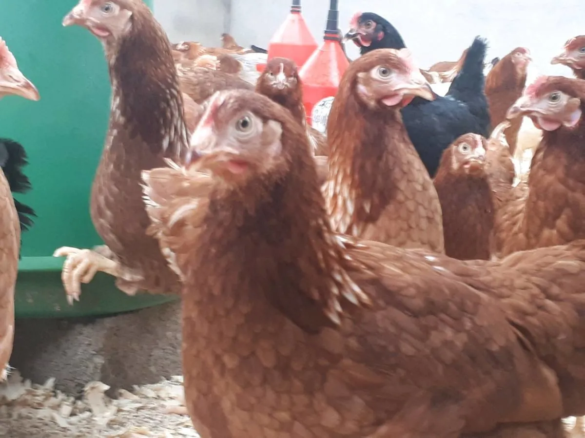 Poultry - Image 4