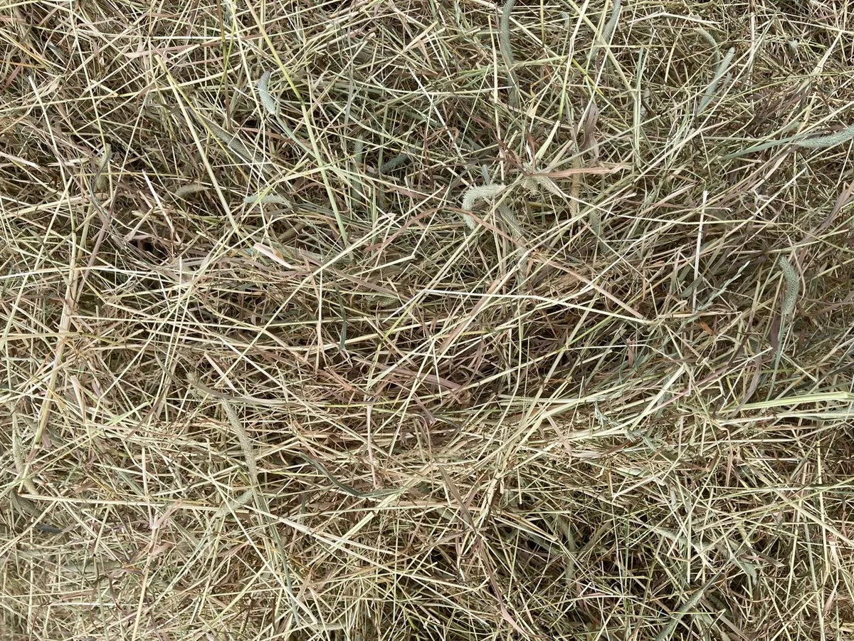 **TOP QUALITY HORSE HAY 2024** - Image 2