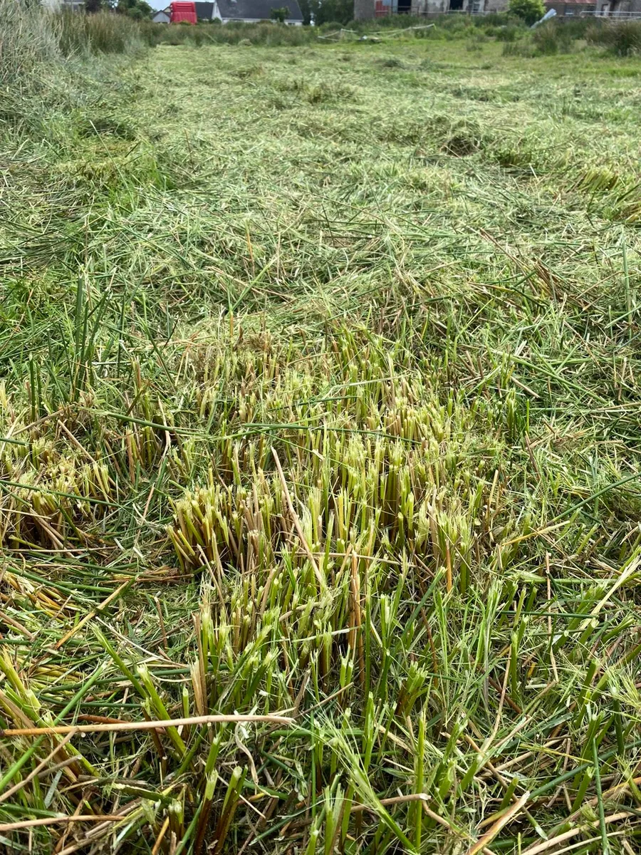 Grass Topper Grasstopper Topper wylie mulcher new - Image 4