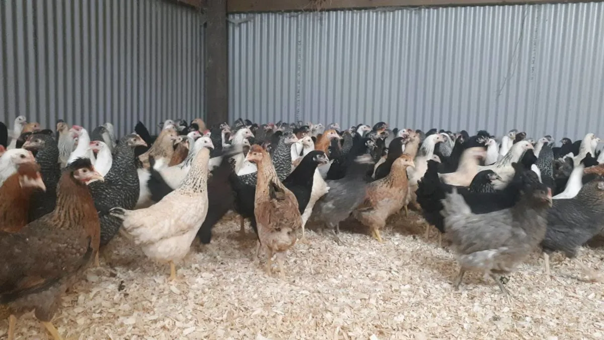 Coonagh poultry sale , o leary poultry - Image 3
