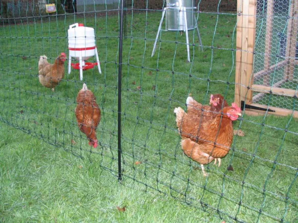 Hotline Electric Poultry Fencing - Image 3