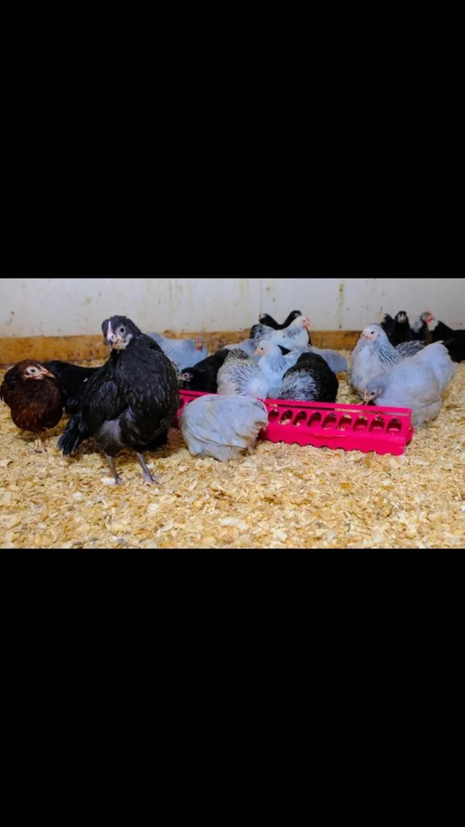 Discount Poultry Supplies. - Image 3