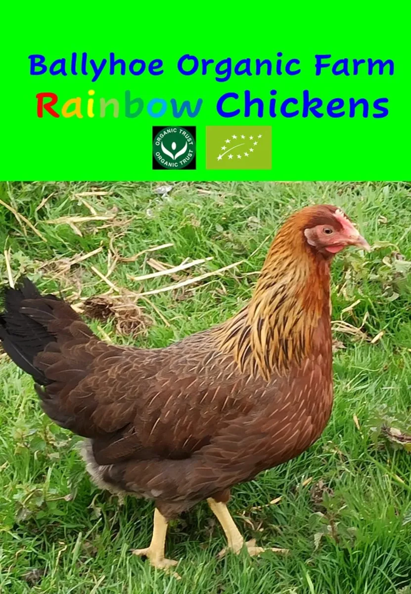 Chickens, hens, point of lay pullets, chicks, eggs - Image 2
