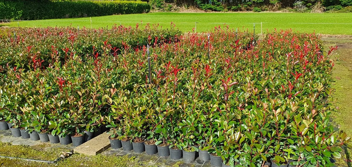 Photinia Red Robin Hedging potted