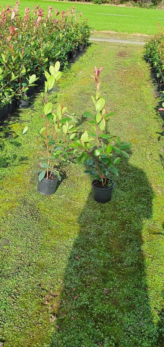 Photinia Red Robin Hedging potted - Image 2