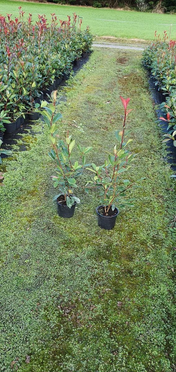 Photinia Red Robin Hedging potted - Image 3