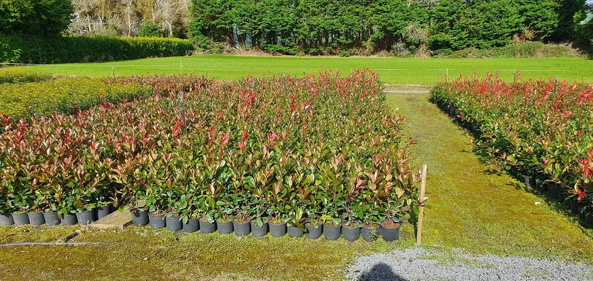 Photinia Red Robin Hedging potted - Image 4