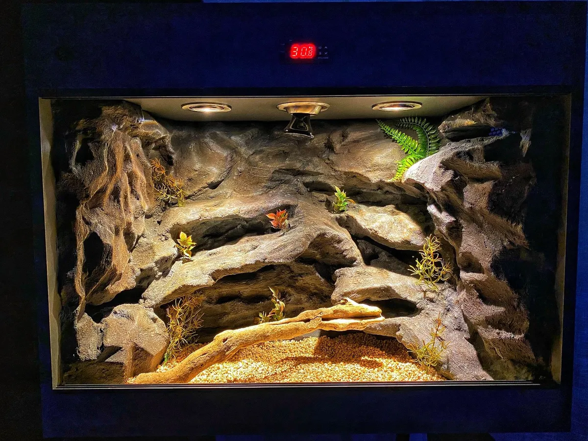 Tank terra reptiles gecko bearded dragon snake - Image 2