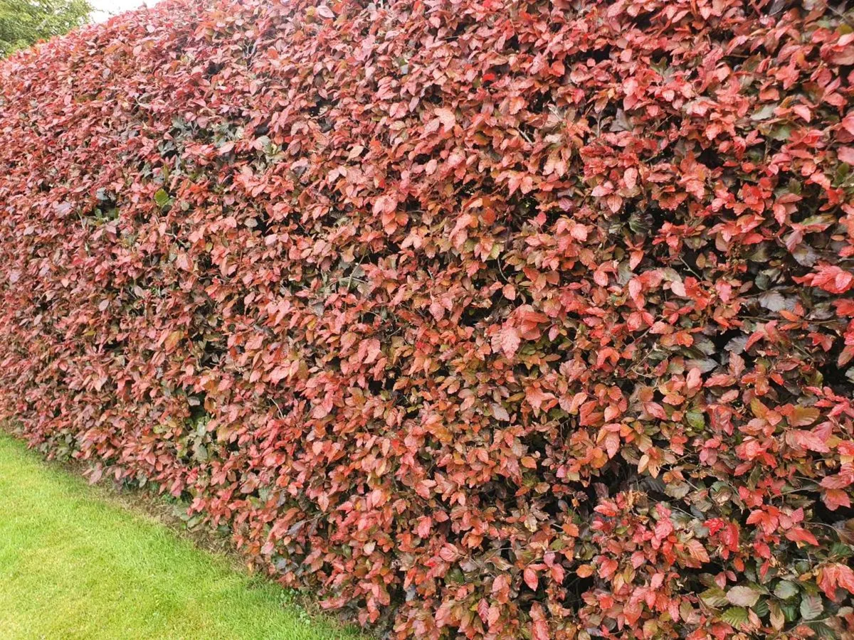 Hedging and Trees bare rooted from November - Image 2