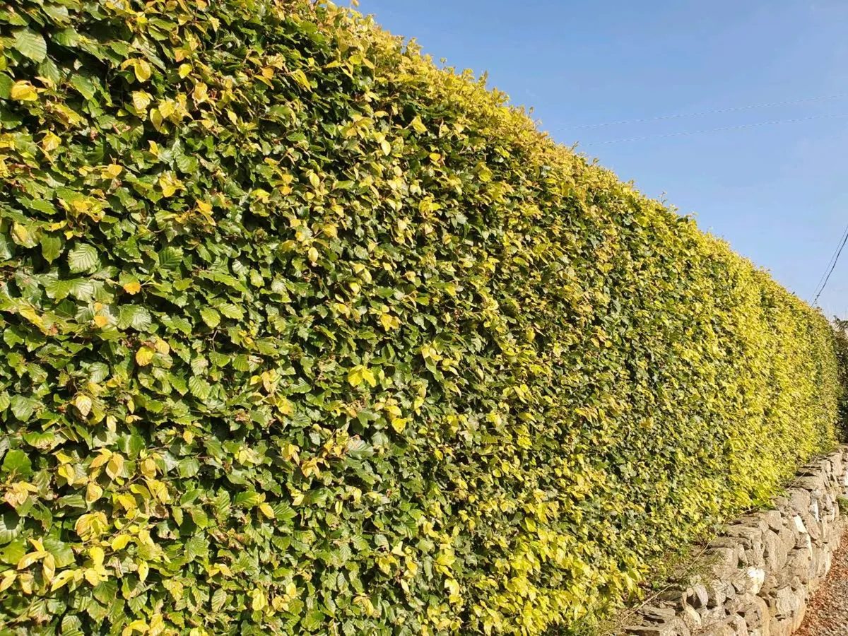 Hedging and Trees bare rooted from November - Image 3