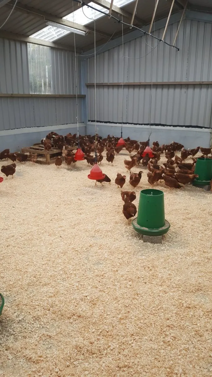 Poultry - Image 1