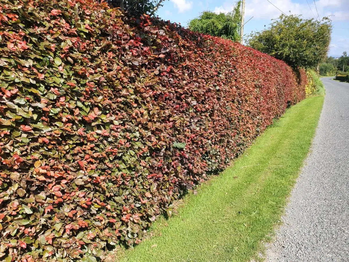 Bare rooted hedging and trees from November