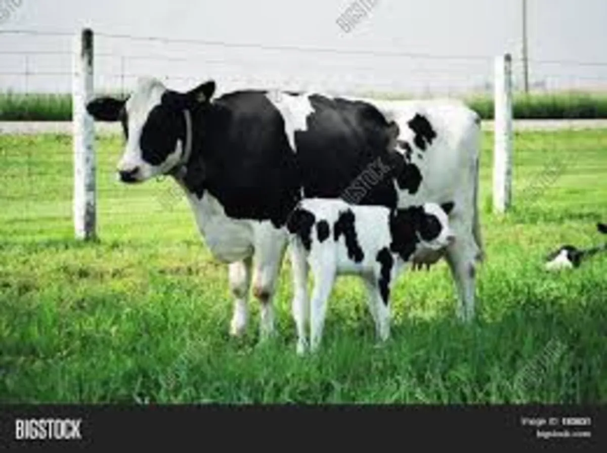 Calving cameras , 4g SIM routers , - Image 4
