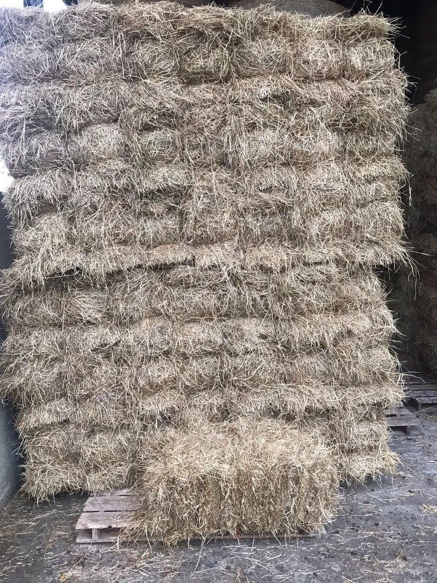 Quality Hay +straw small square bales - Image 3