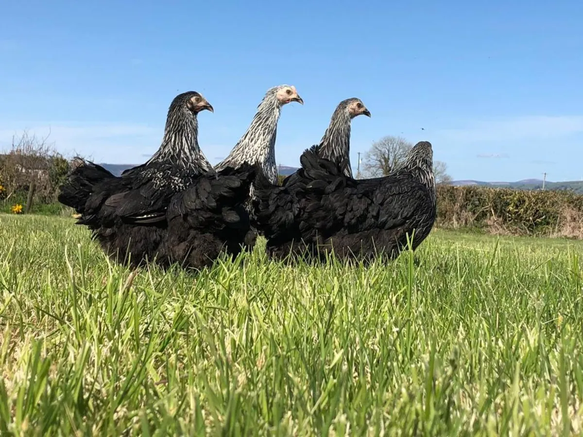 Laois Pullets - Point of Lay 2024