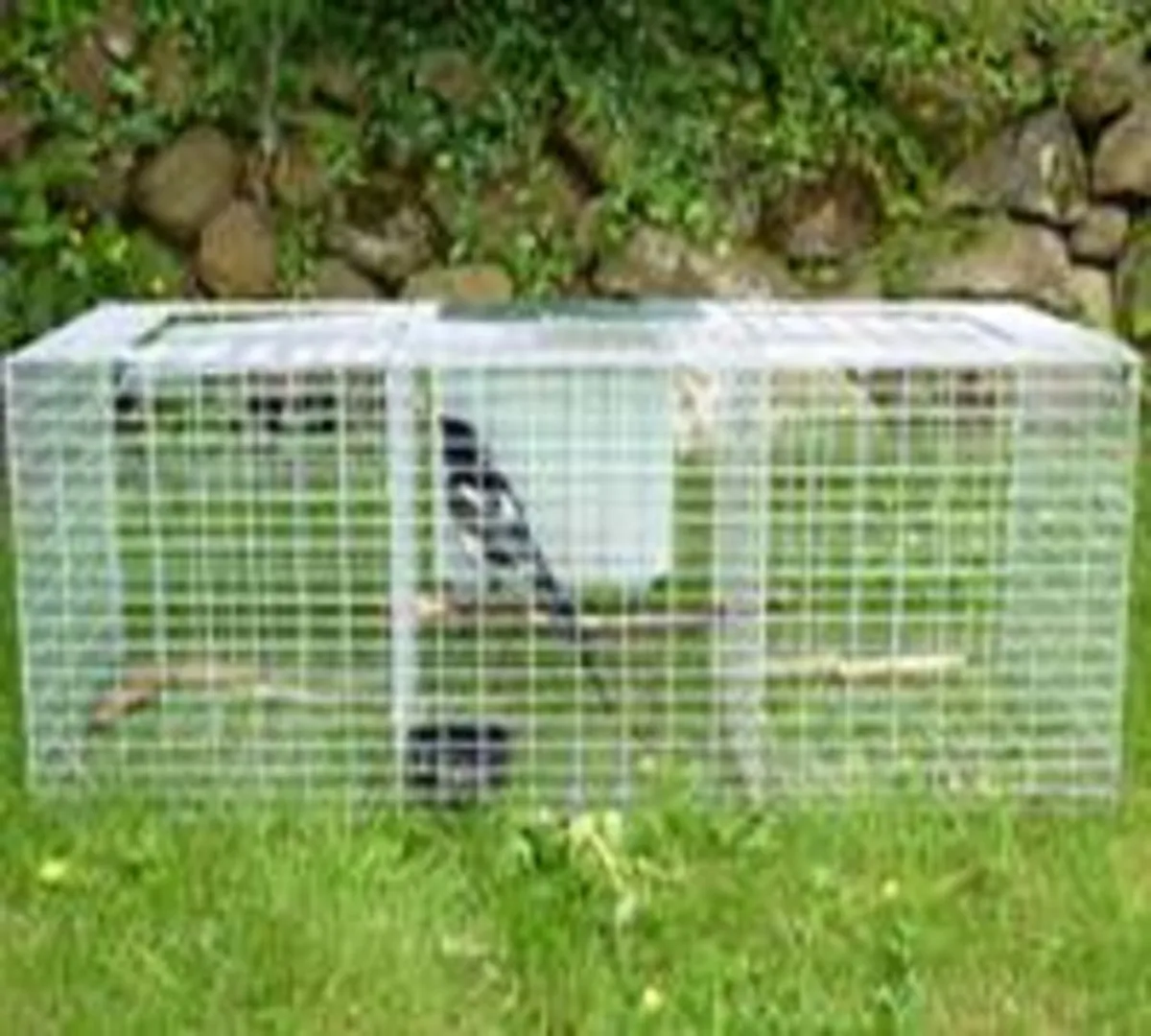 Larsen - Magpie - Crow Cages