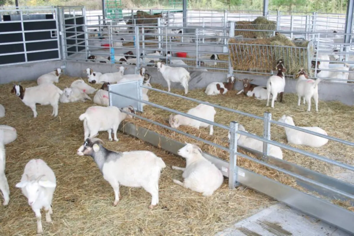 IAE Sheep Feed Barriers - Image 4