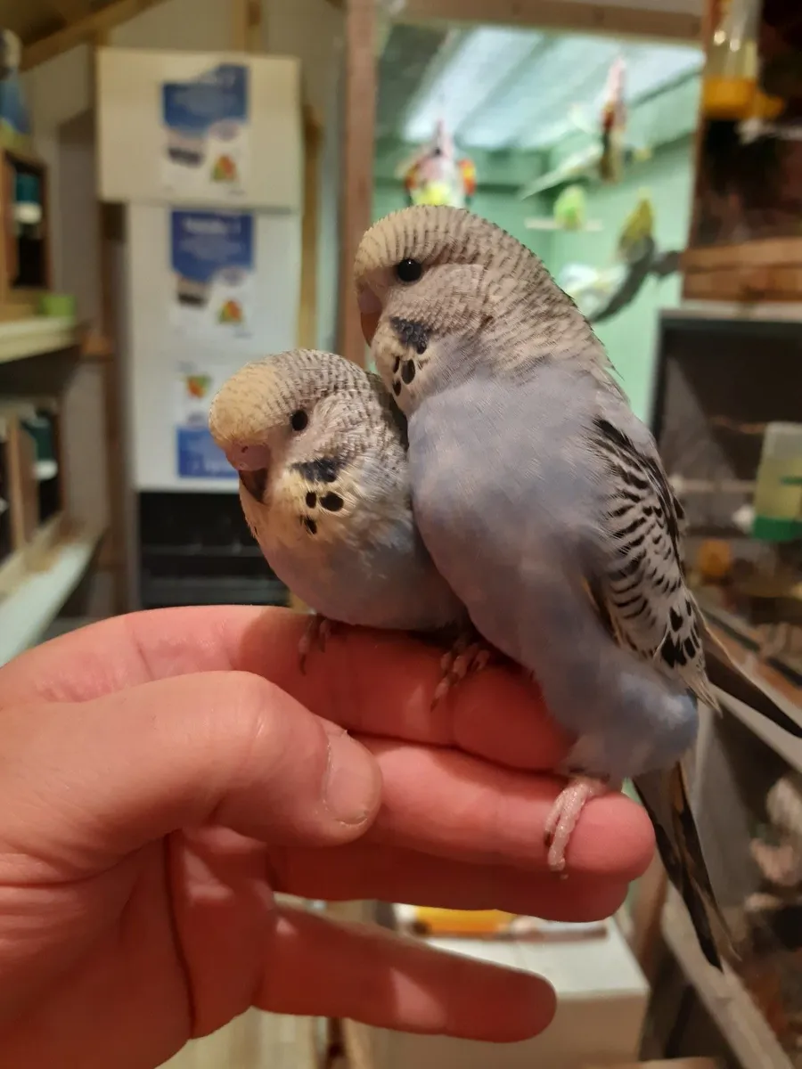 Budgies ,cockatails  ,conures hand reared , - Image 2