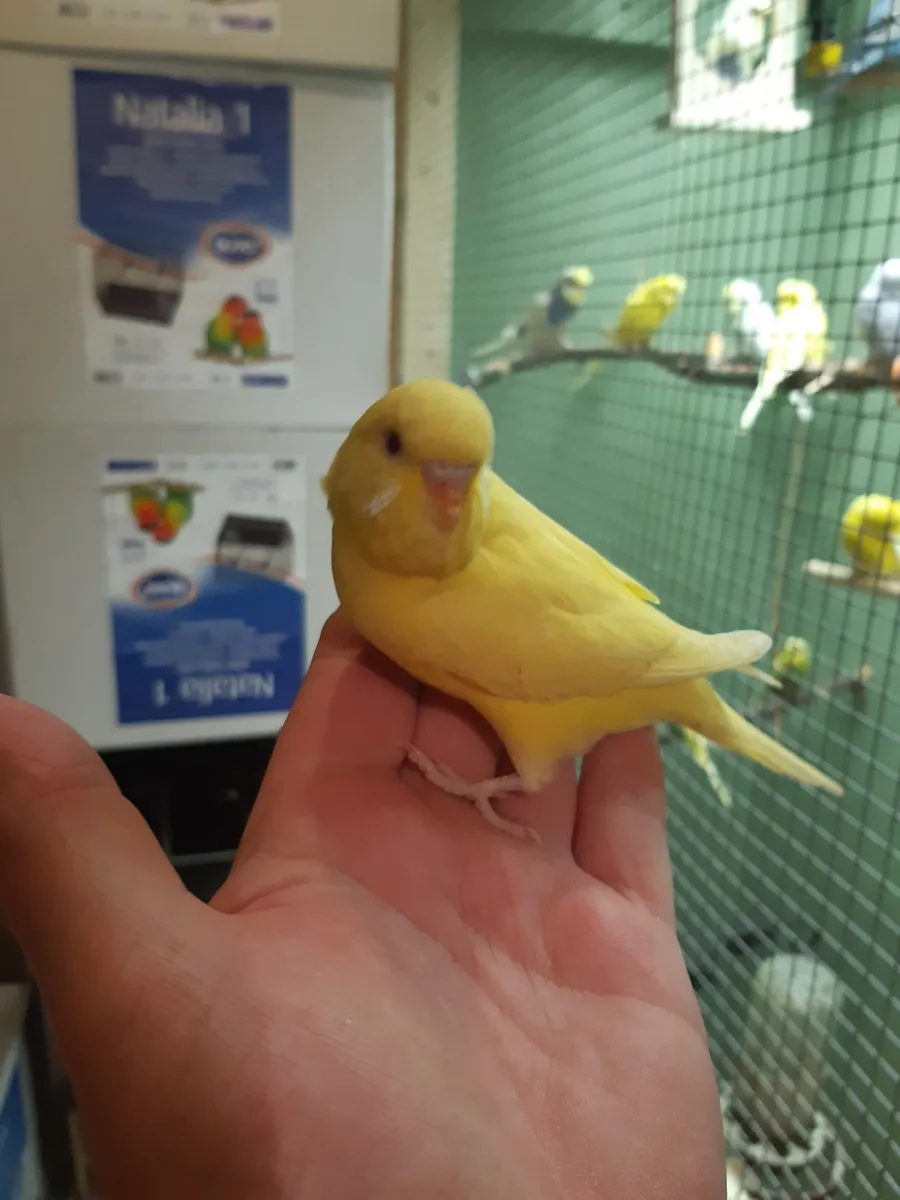 Budgies ,cockatails  ,conures hand reared , - Image 3