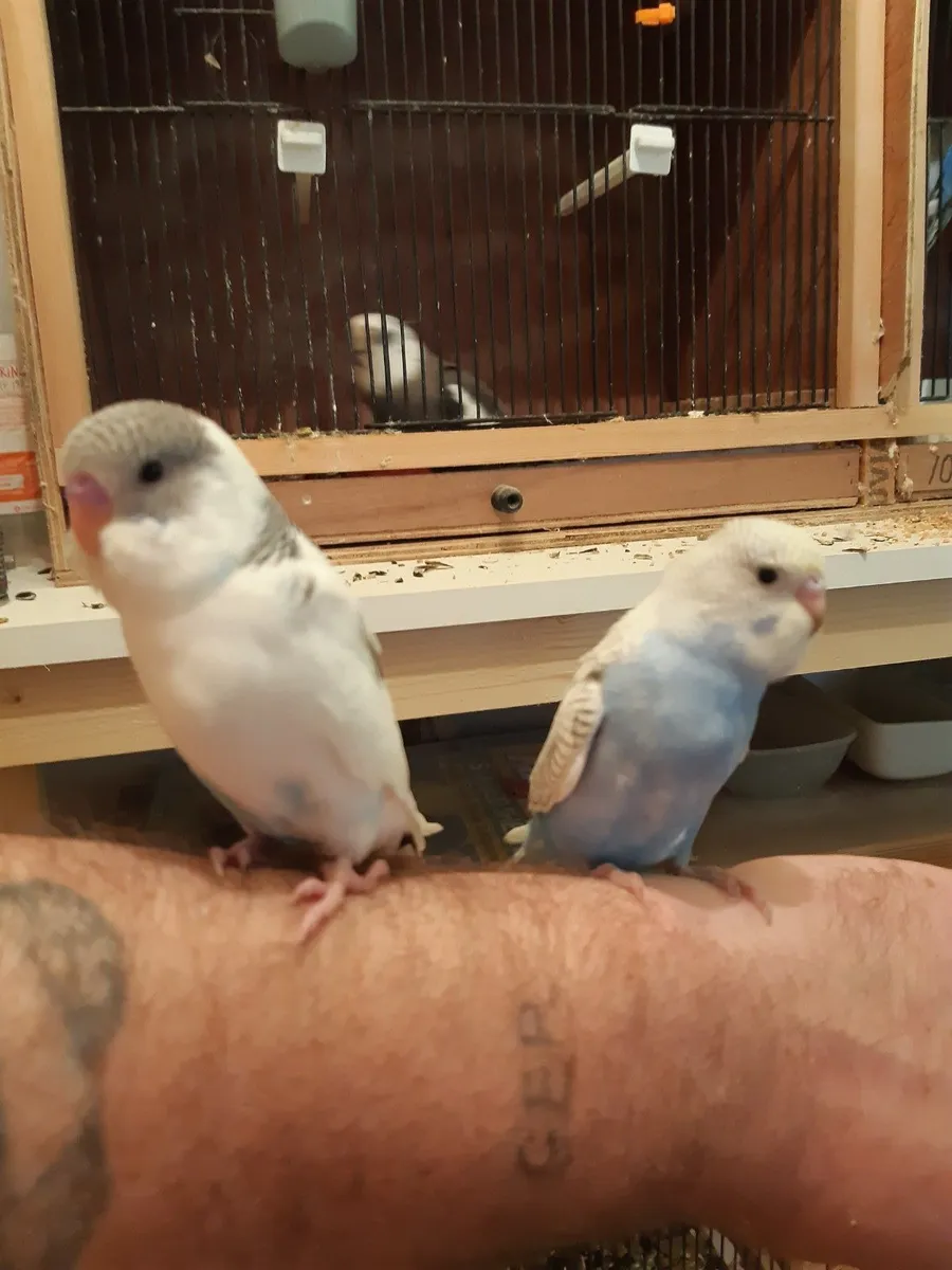 Budgies ,cockatails  ,conures hand reared , - Image 4