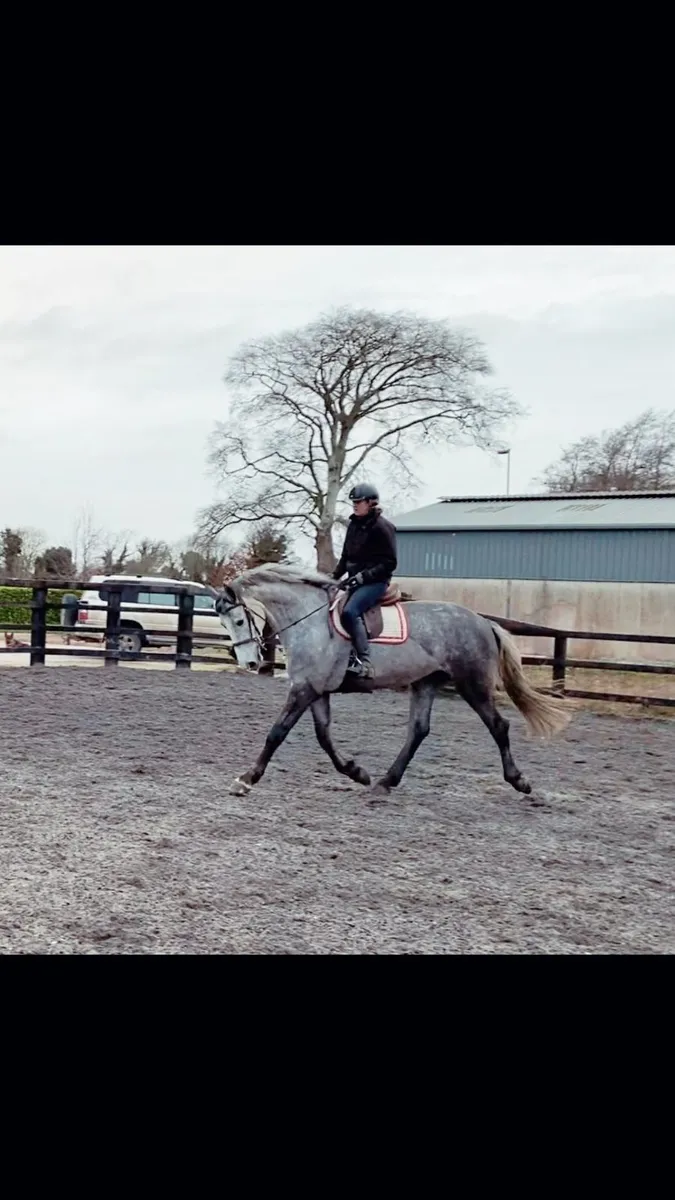 Sales, schooling and competition livery - Image 4