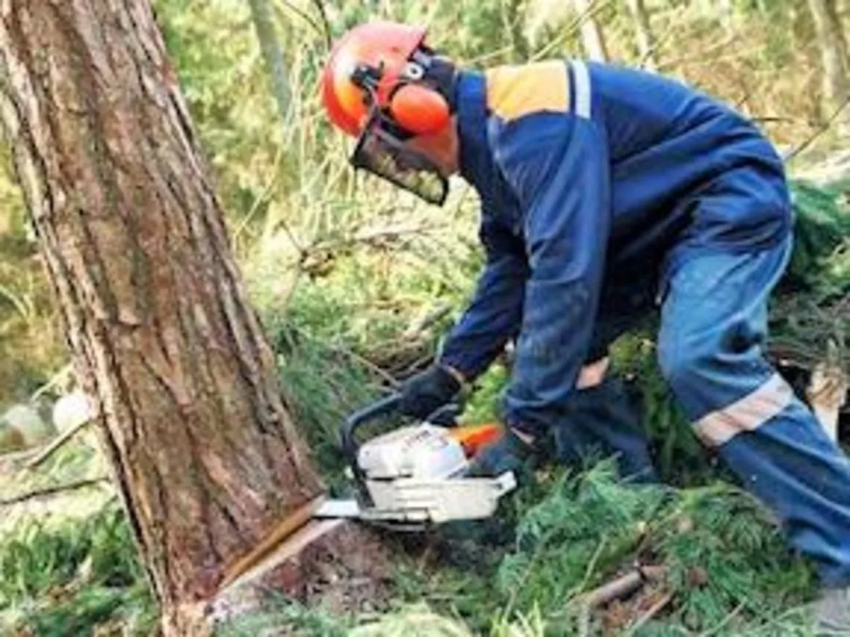 Affordable Tree Removal / Surgeon North East - Image 2