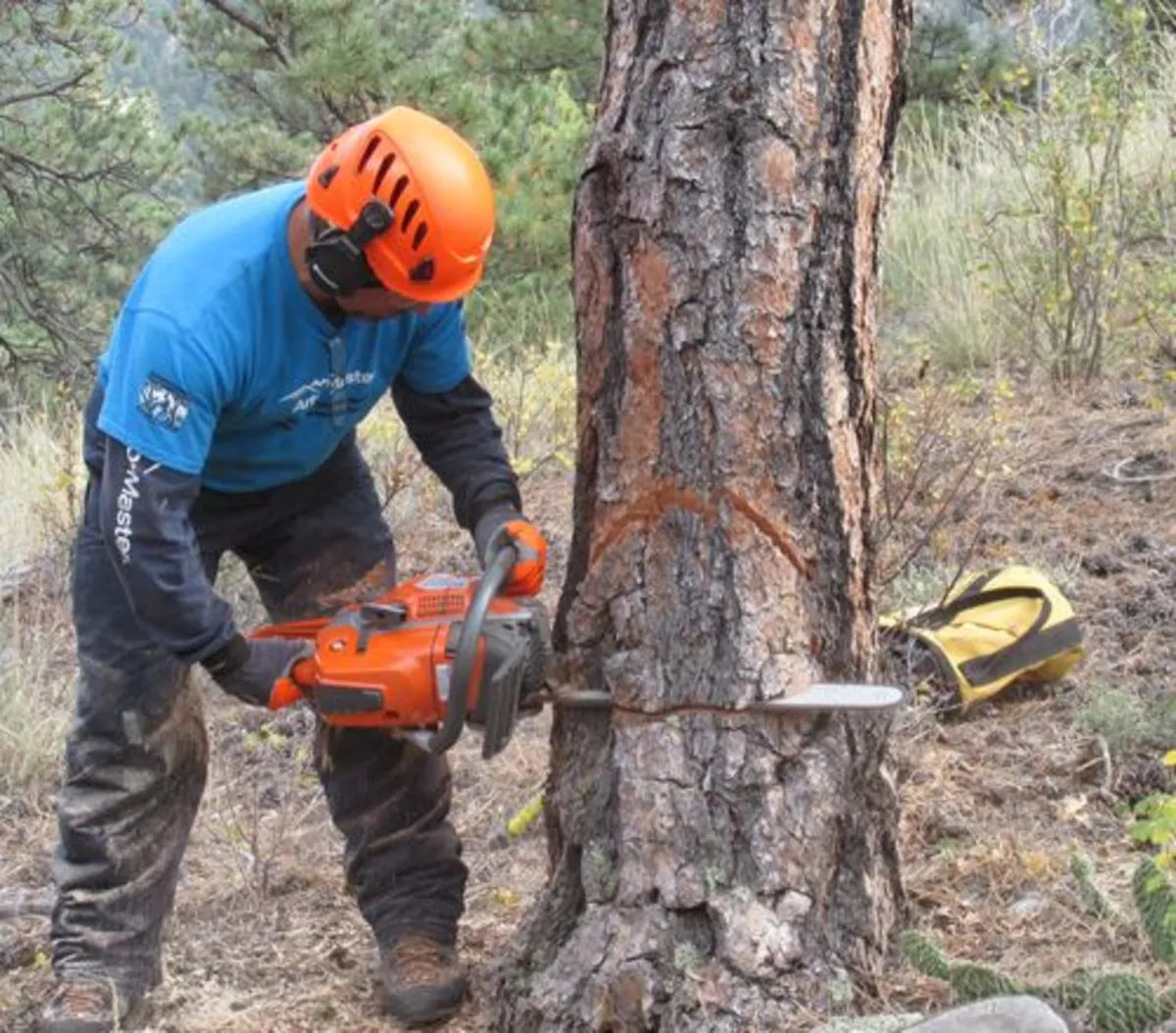 Affordable Tree Removal / Surgeon North East - Image 4
