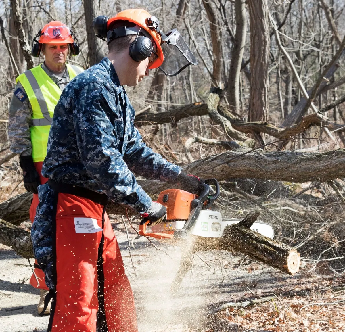 Affordable Tree Removal / Surgeon North East - Image 1