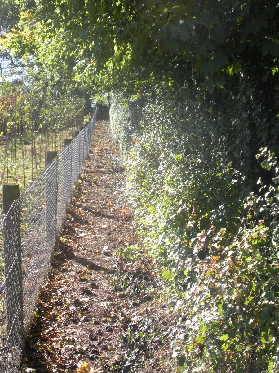 Native Trees/Whitethorn for ACRES scheme - Image 3