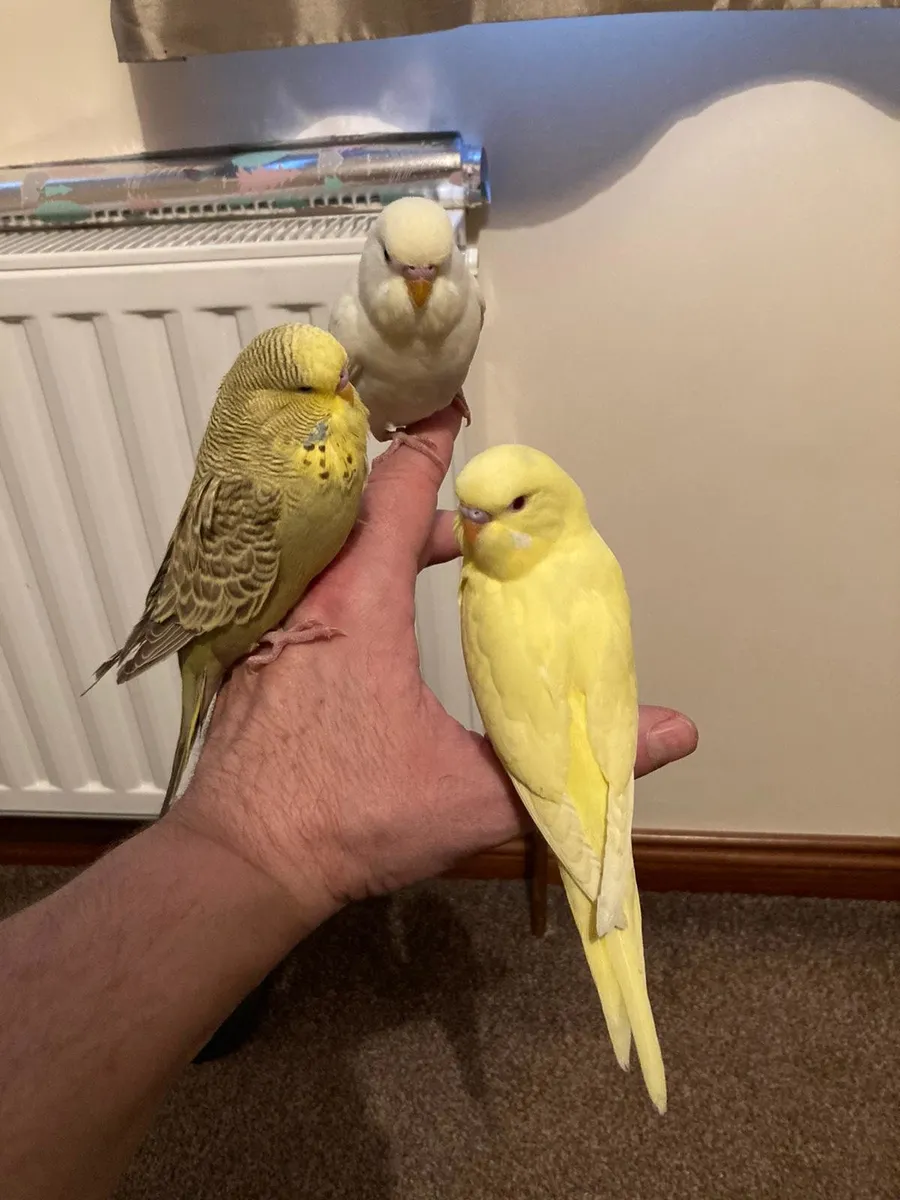 Budgies  cockatails and conure hand reared - Image 1