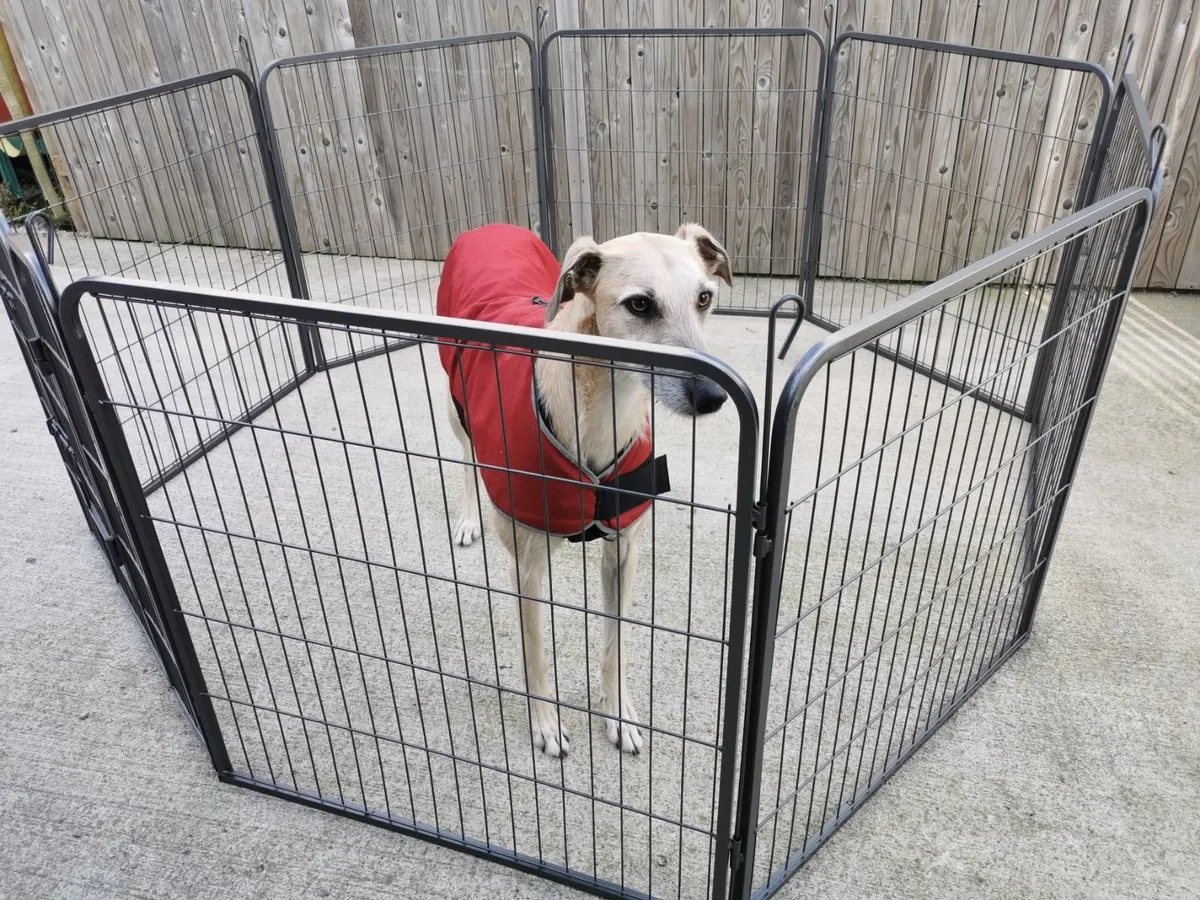 DOG CAGES ARE BACK IN STOCK