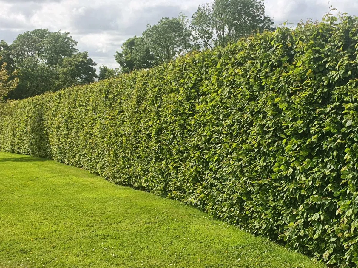 Bare rooted trees and hedging  available November - Image 3