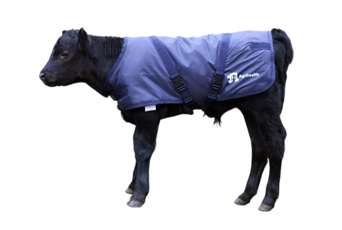 Special offer on calf jackets at FDS