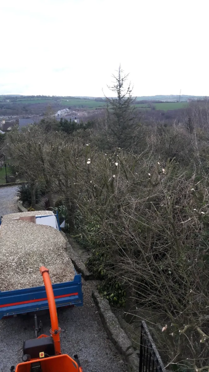 Carson landscapes cork tree topping and removal