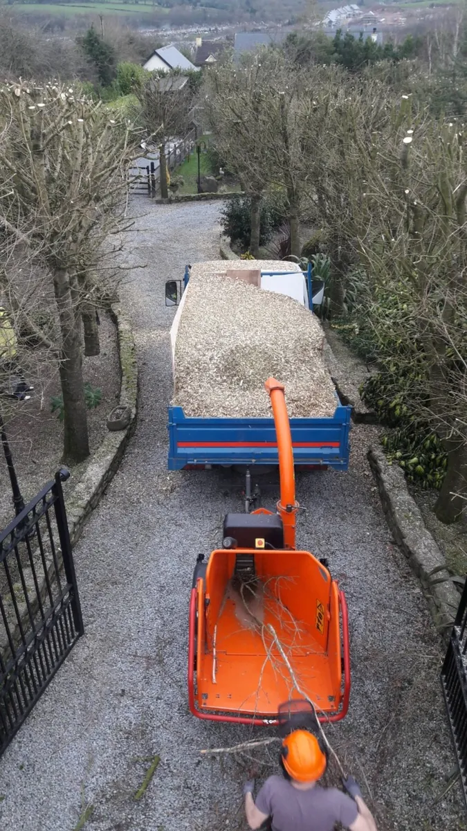Carson landscapes cork tree topping and removal - Image 2