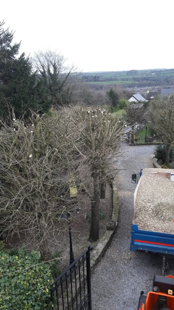 Carson landscapes cork tree topping and removal - Image 3