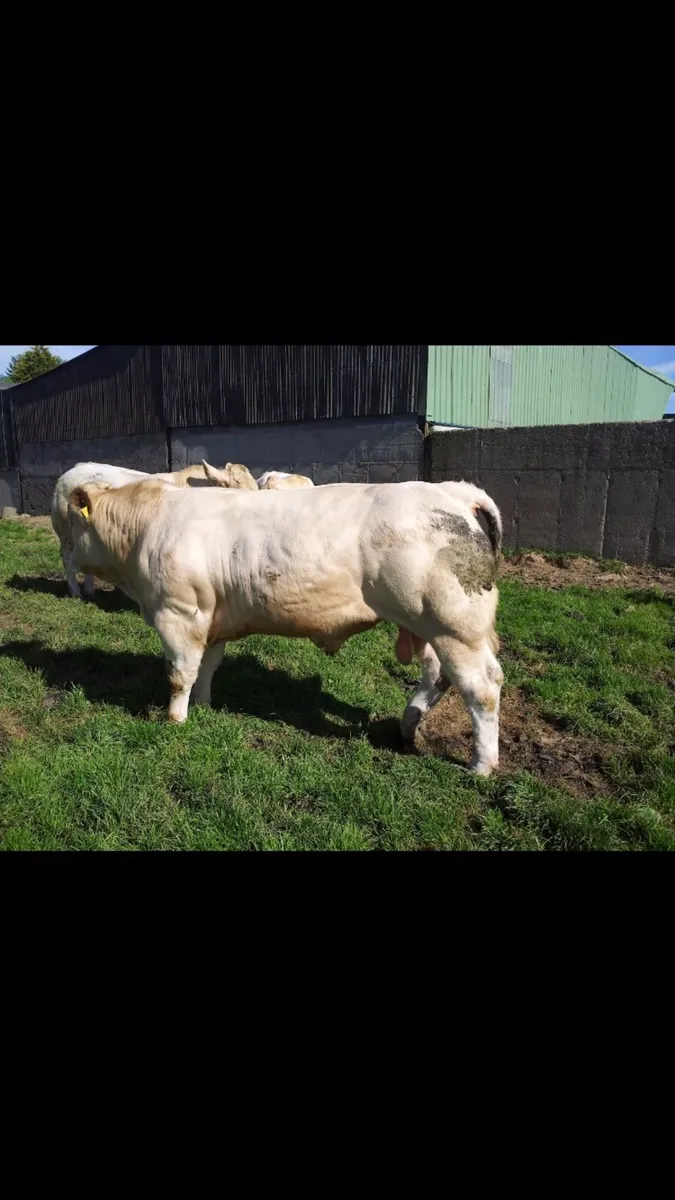 Easy Calving Charolais polled bulls - Image 2